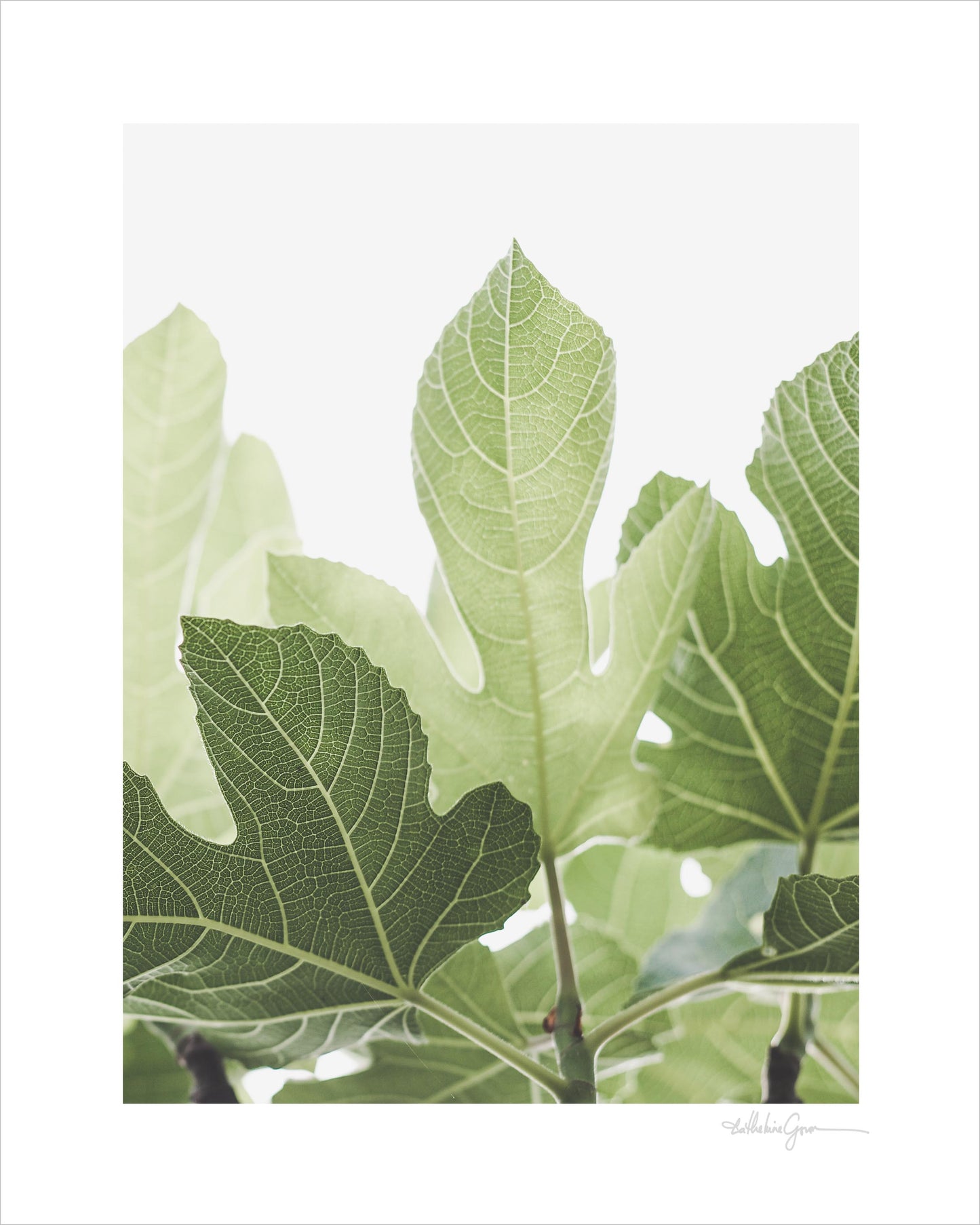 Luminous Fig Leaves