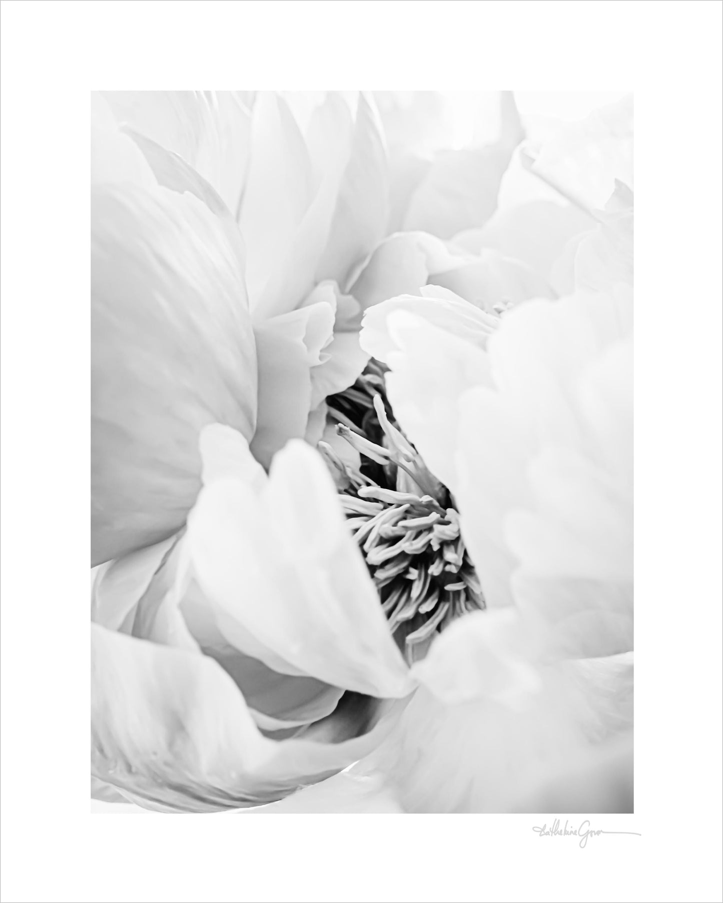 Heart of the Peony
