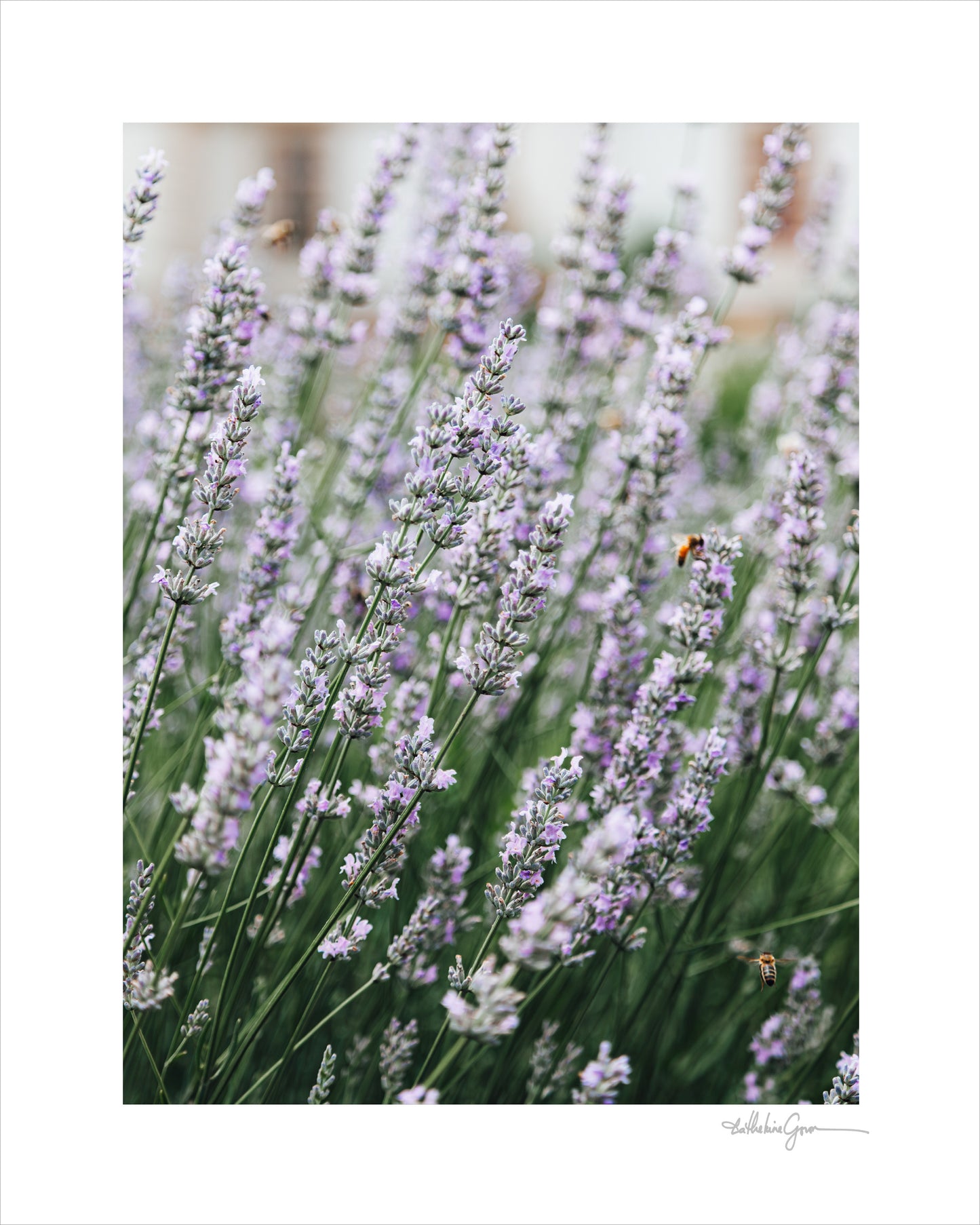 Lavender & Honey Bees
