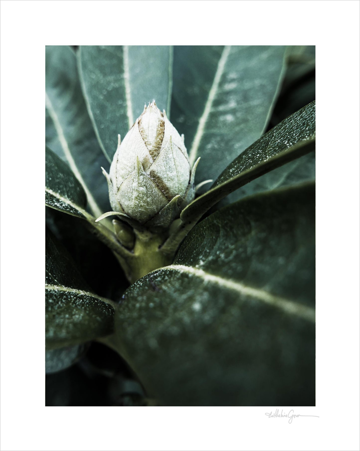 Meditation - Rhododendron Bud