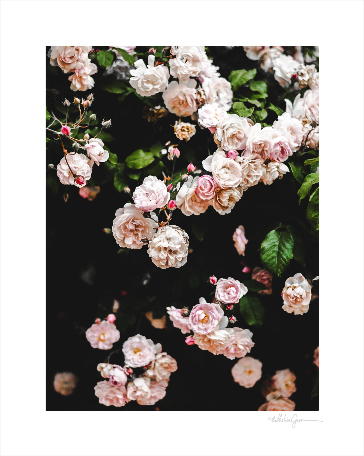 Rose Garden