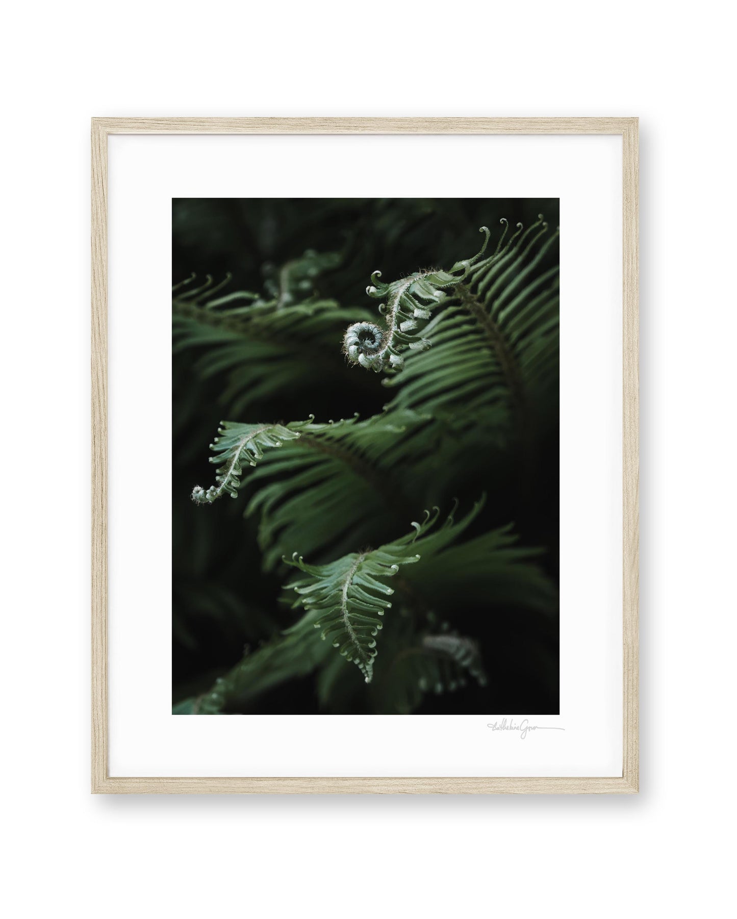 Unfurling Sword Ferns