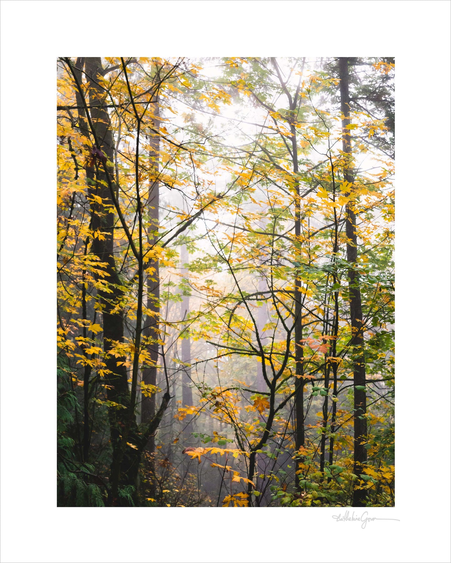 Into the Autumn Woods