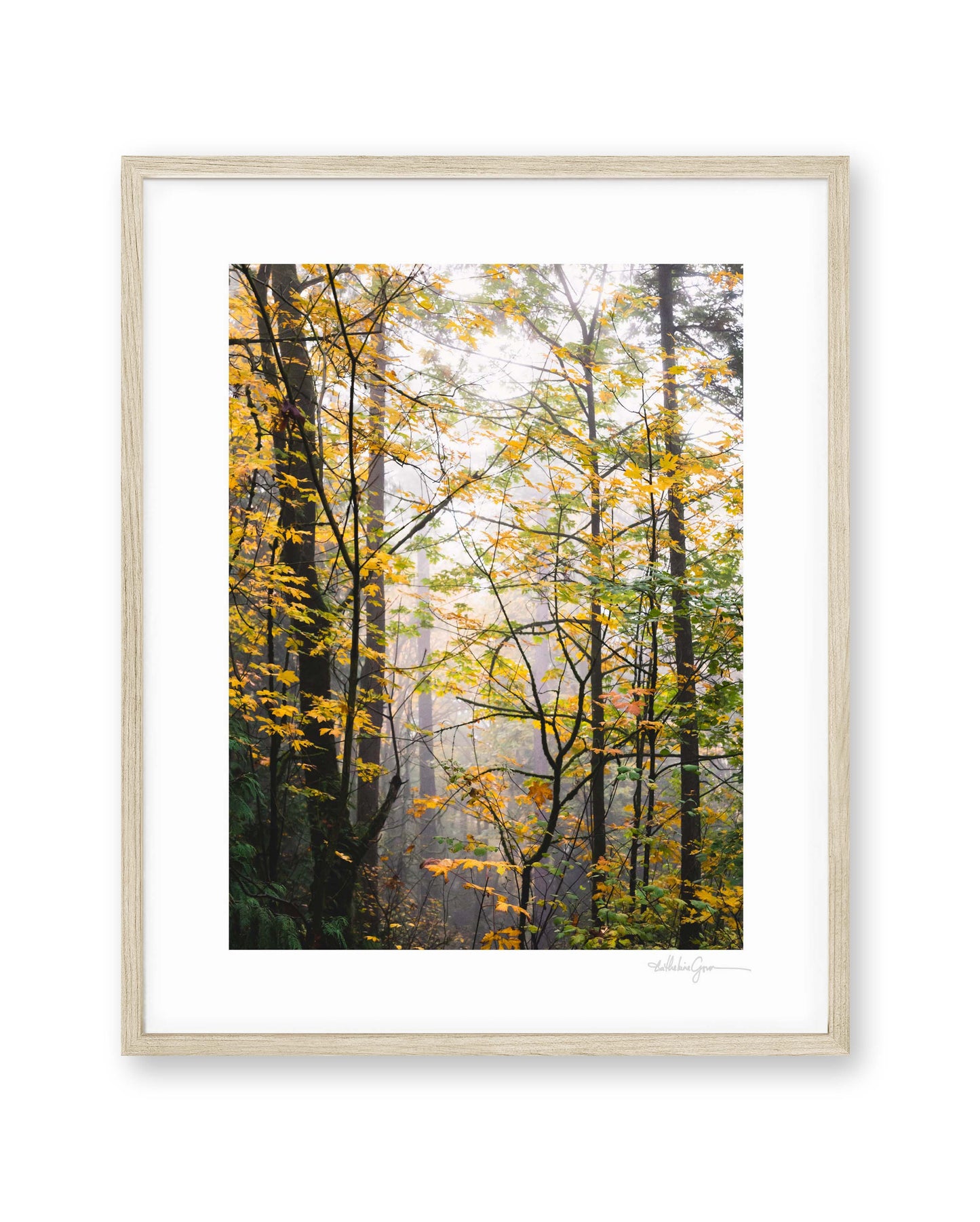 Into the Autumn Woods