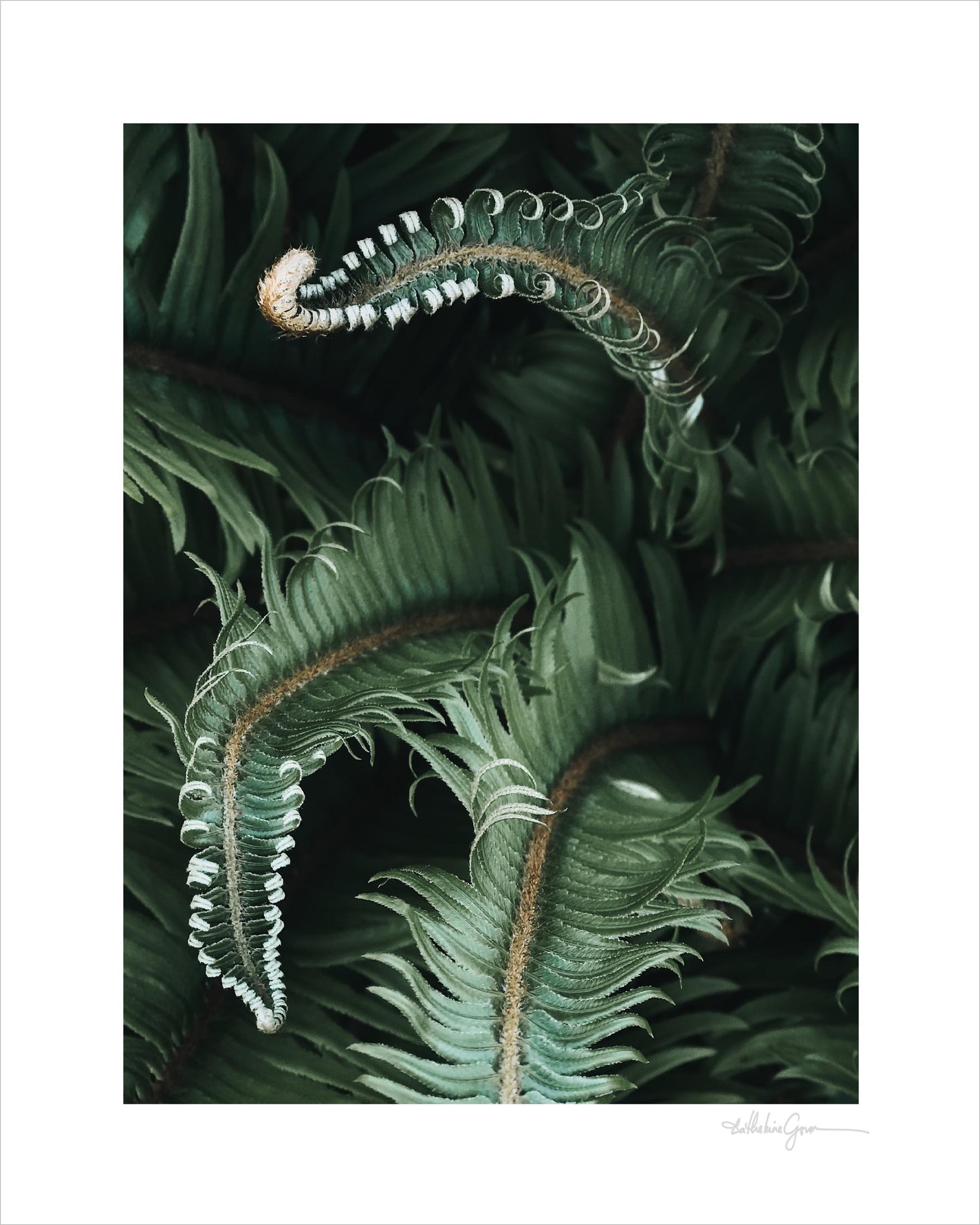 Awakening Ferns