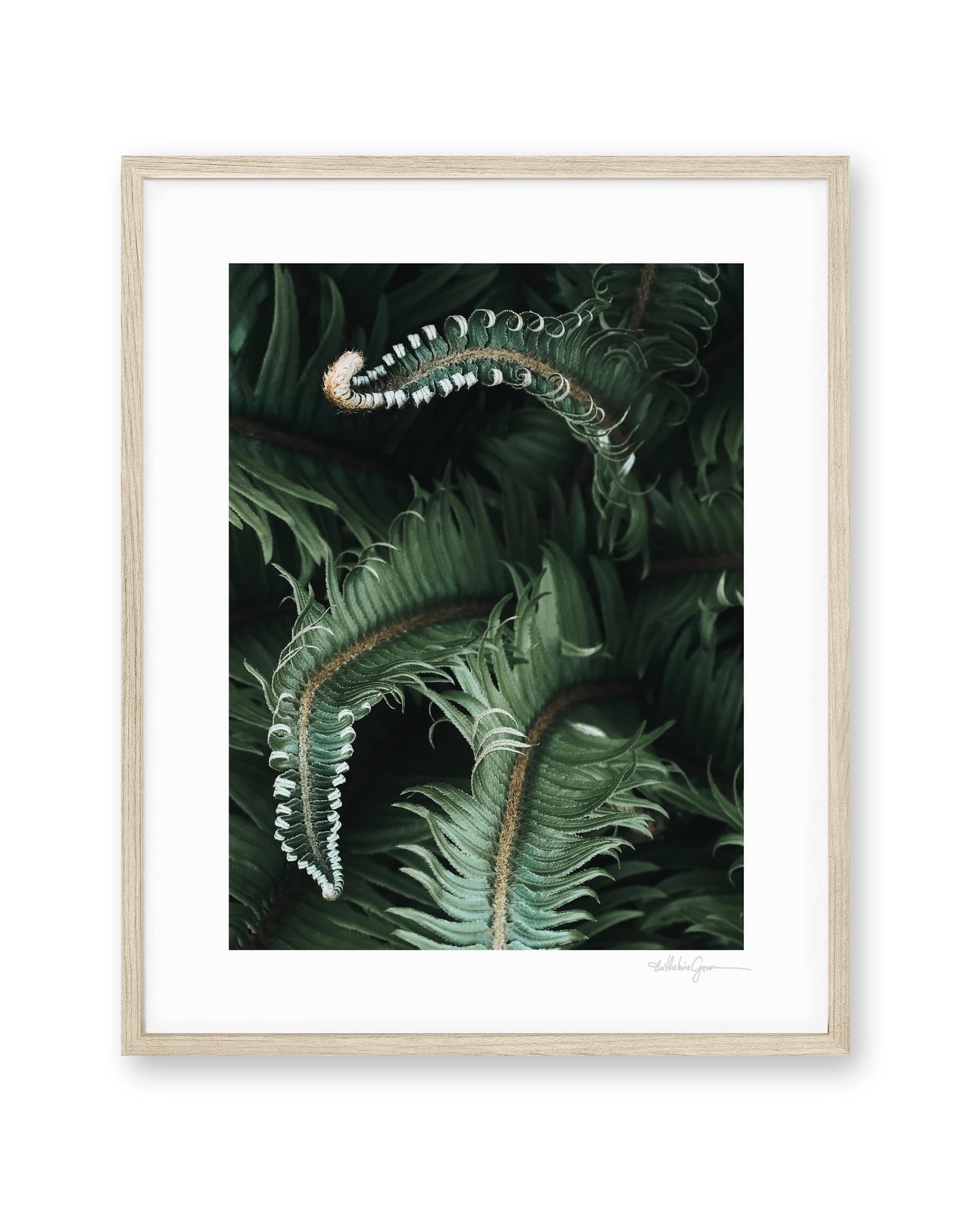 Awakening Ferns