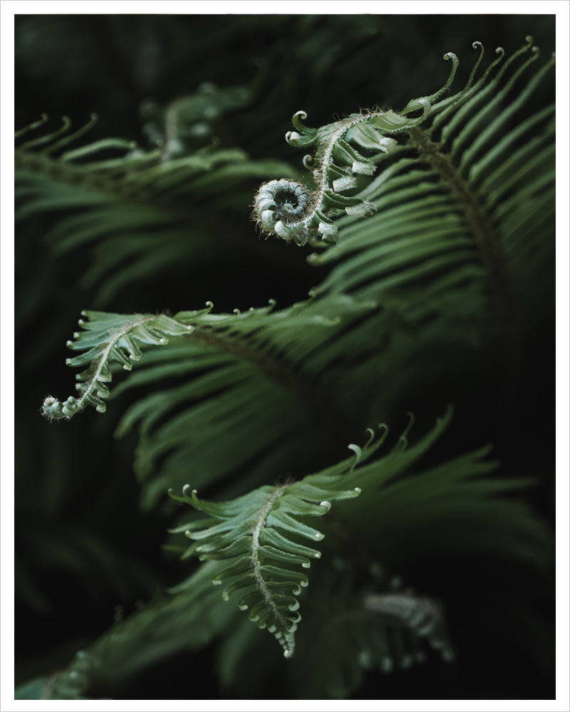 Unfurling Sword Ferns