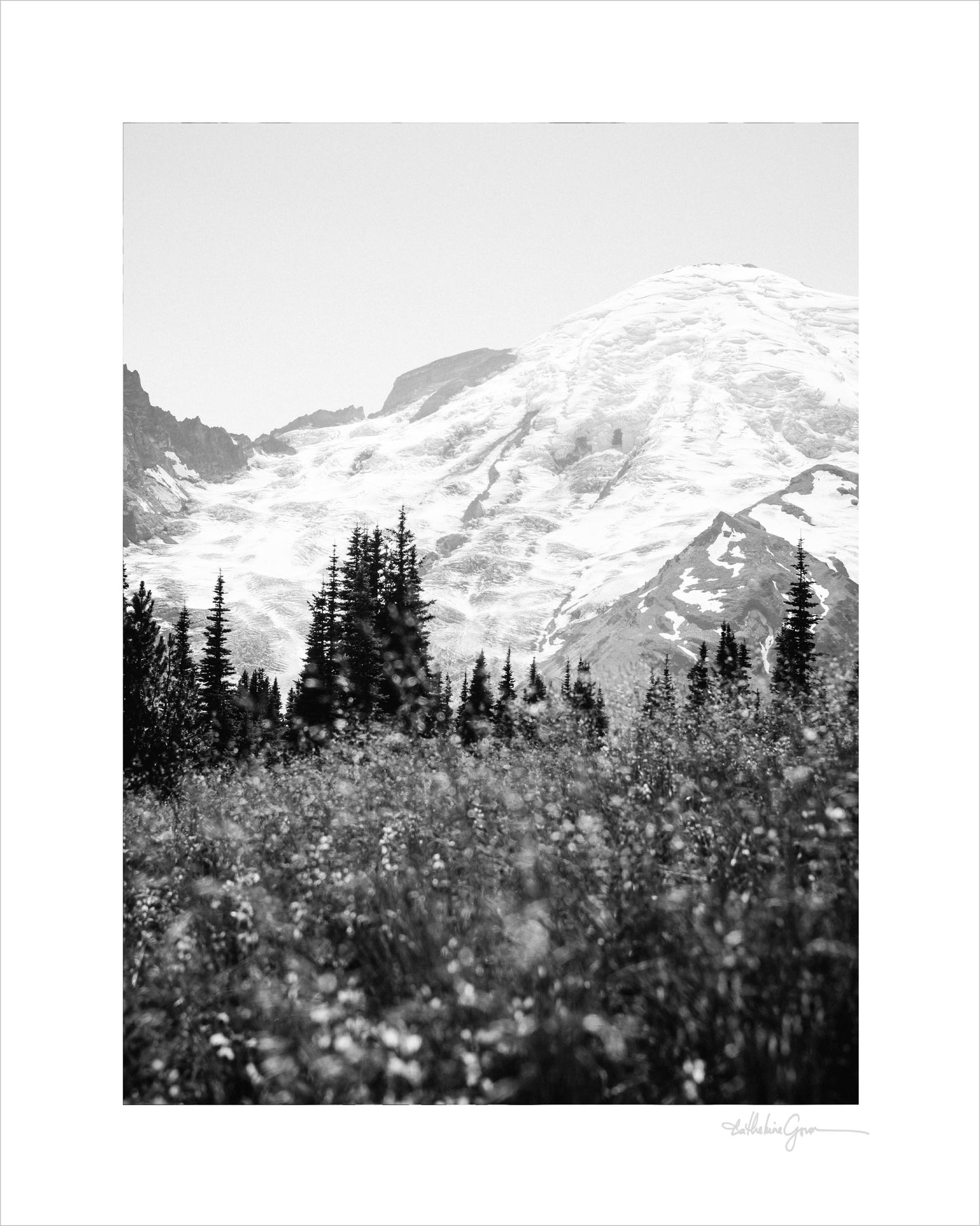 Mount Rainier in Bloom