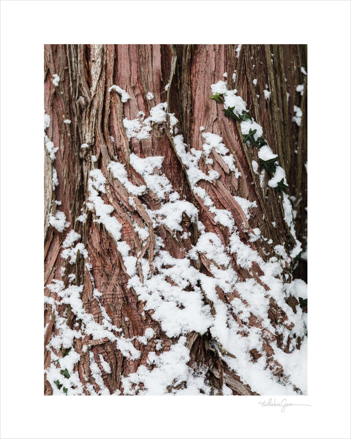 Snowy Western Red Cedar
