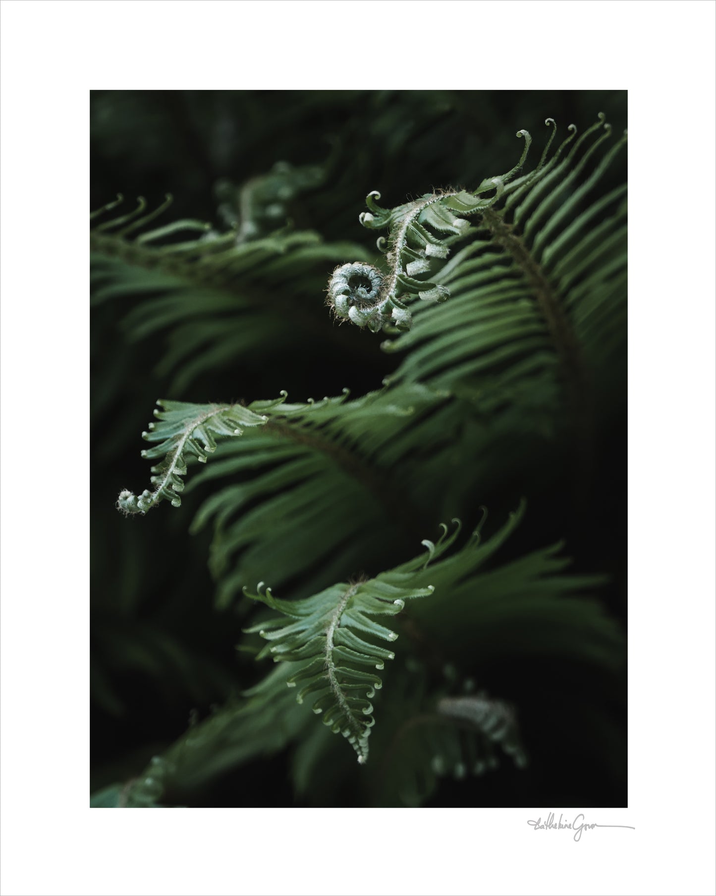 Unfurling Sword Ferns