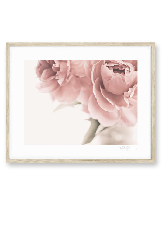 Peony Blooms
