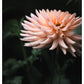 Dahlia Henriette