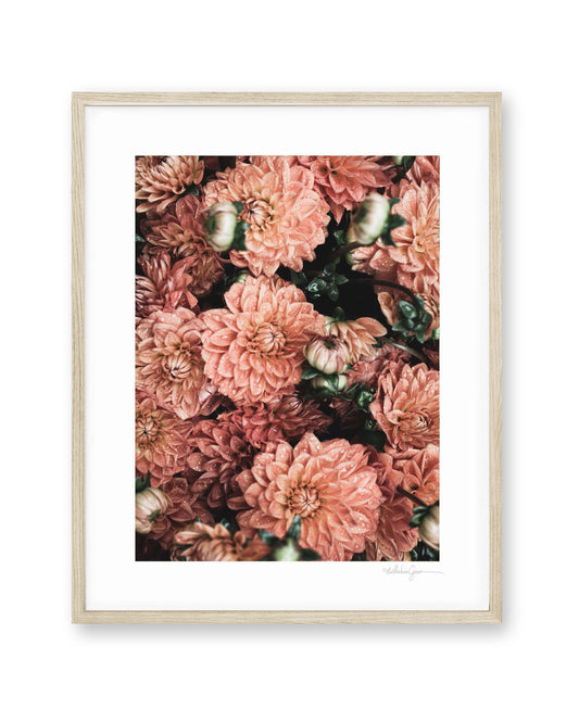 Dahlia Blooms
