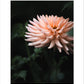 Dahlia Henriette