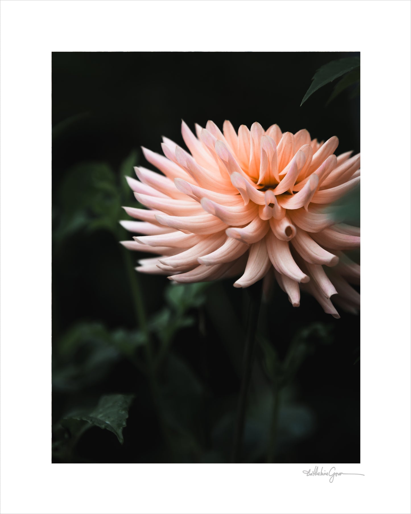 Dahlia Henriette