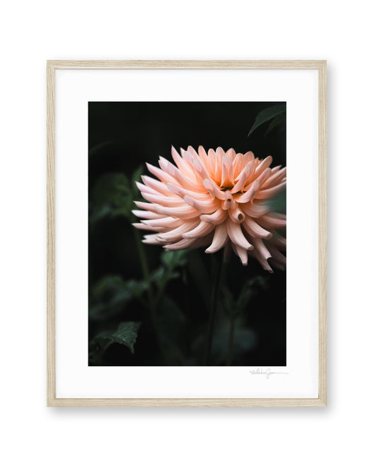 Dahlia Henriette