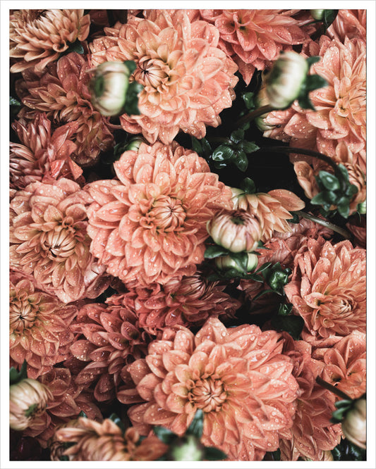 Dahlia Blooms