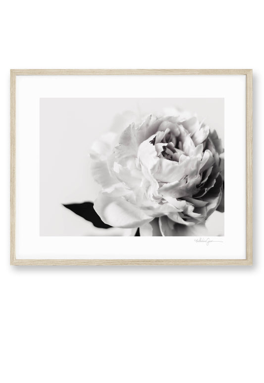 Eternal Peony