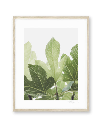 Luminous Fig Leaves