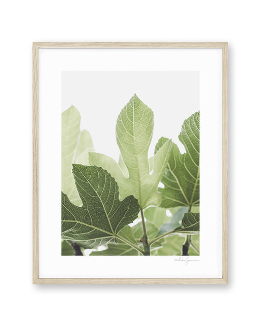 Luminous Fig Leaves