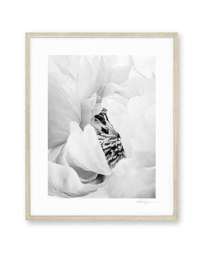 Heart of the Peony