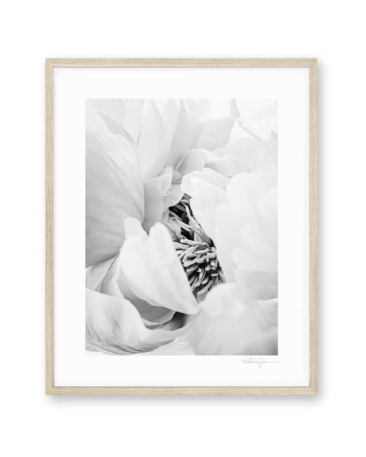 Heart of the Peony