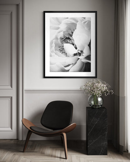 Peony Bloom