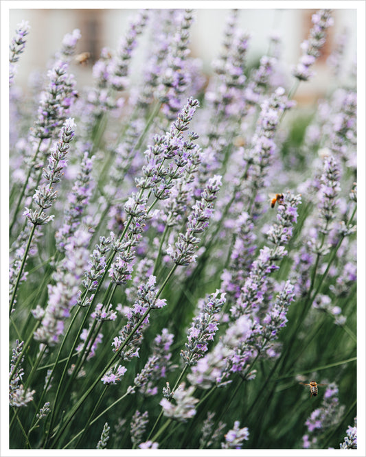 Lavender & Honey Bees
