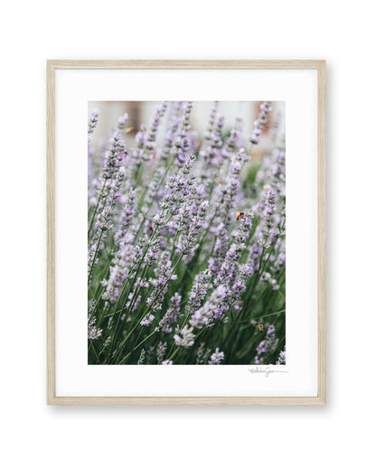Lavender & Honey Bees