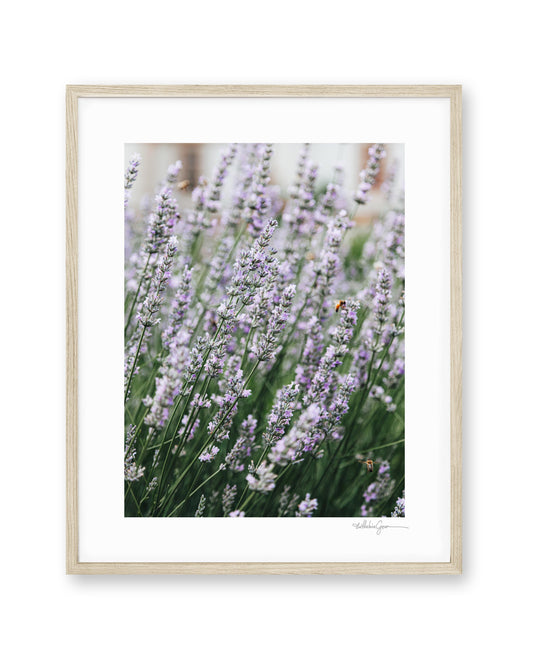 Lavender & Honey Bees