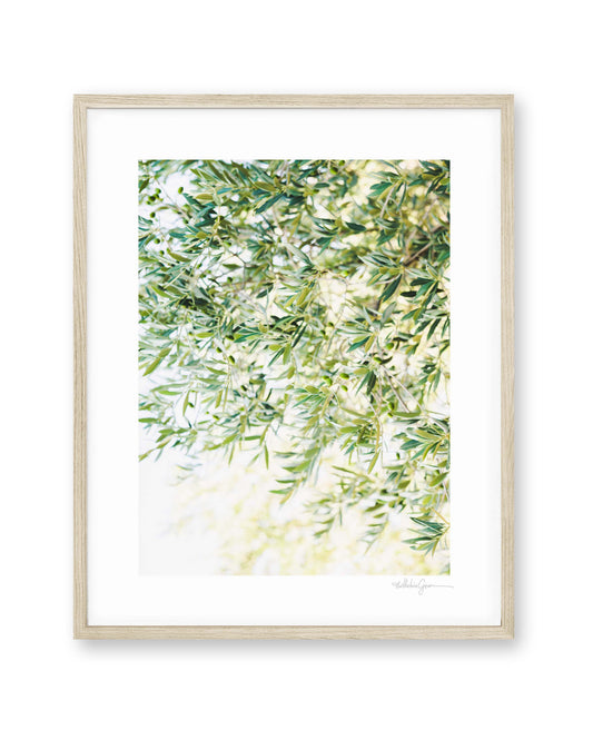 Olive Tree Branches