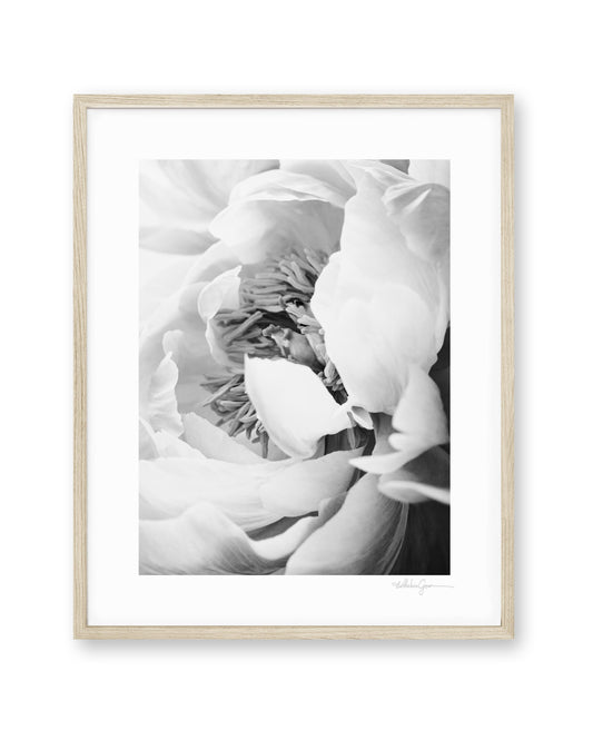 Peony Bloom