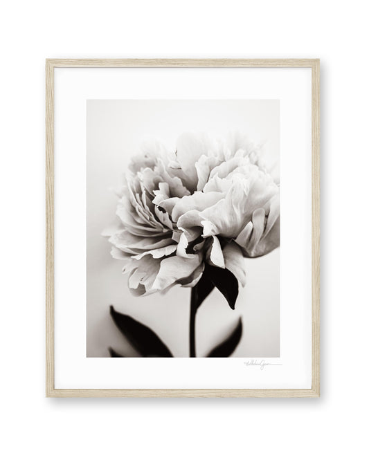 Pivoine