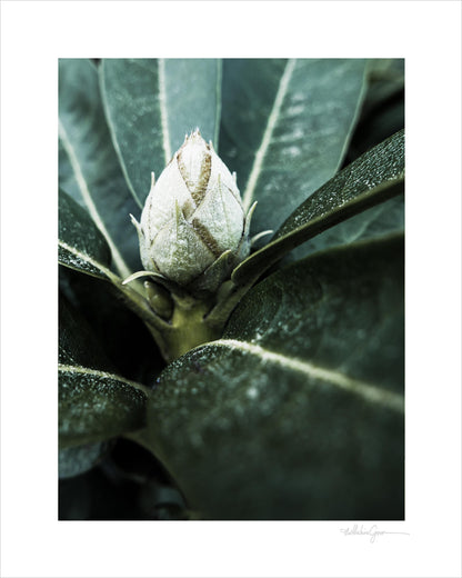 Meditation - Rhododendron Bud