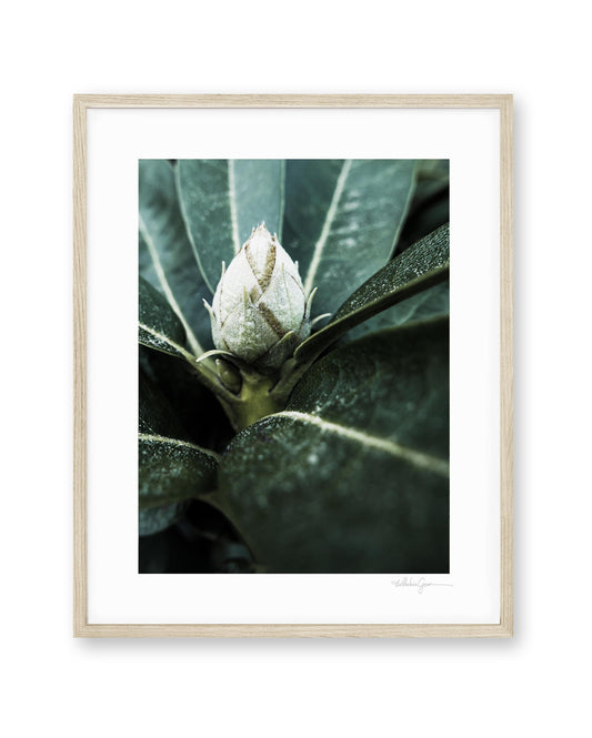Meditation - Rhododendron Bud