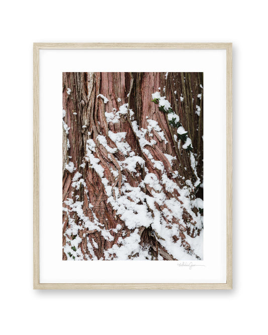 Snowy Western Red Cedar