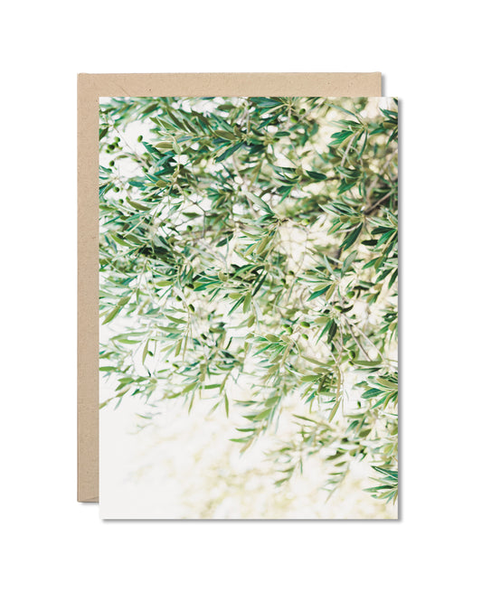 Card - Luminous Olive Tree Branches