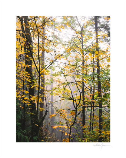 Into the Autumn Woods