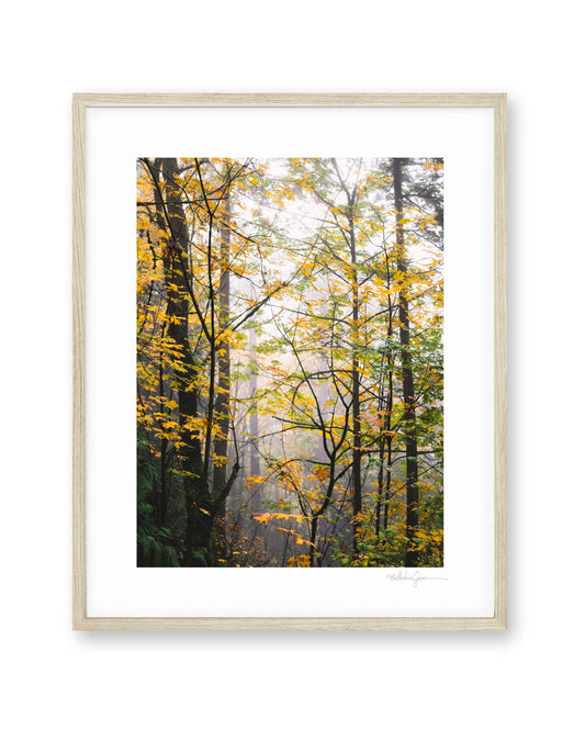 Into the Autumn Woods