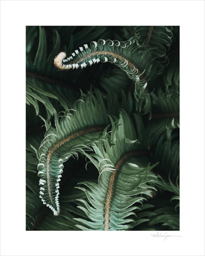 Awakening Ferns