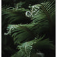 Unfurling Sword Ferns