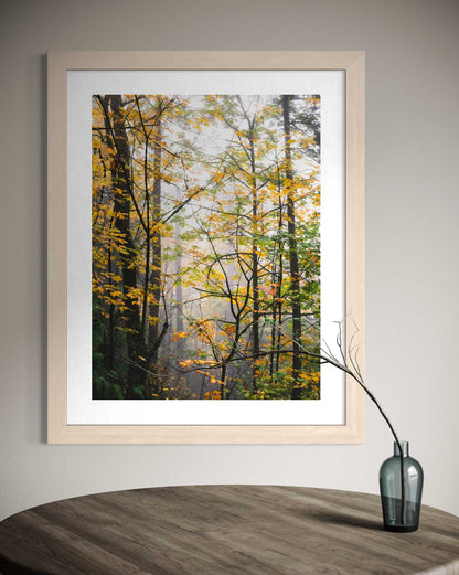 Into the Autumn Woods