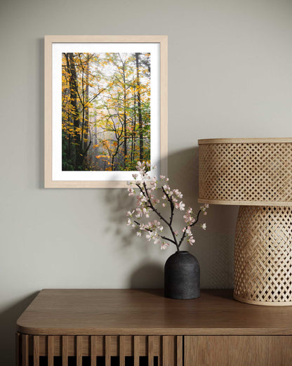 Into the Autumn Woods