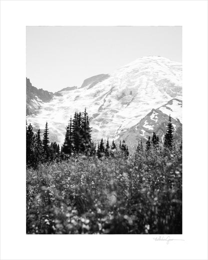 Mount Rainier in Bloom