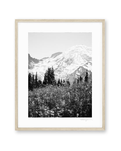 Mount Rainier in Bloom