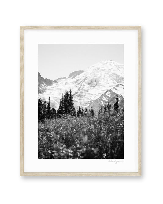 Mount Rainier in Bloom