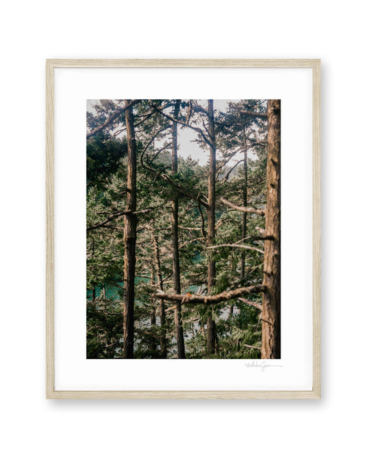 Woodlands of Deception Pass (on film)