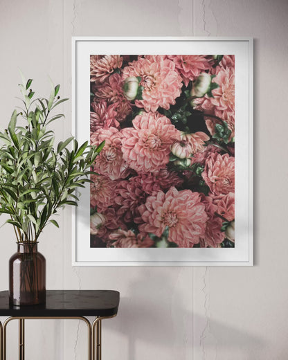 Dahlia Blooms