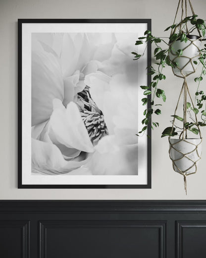 Heart of the Peony