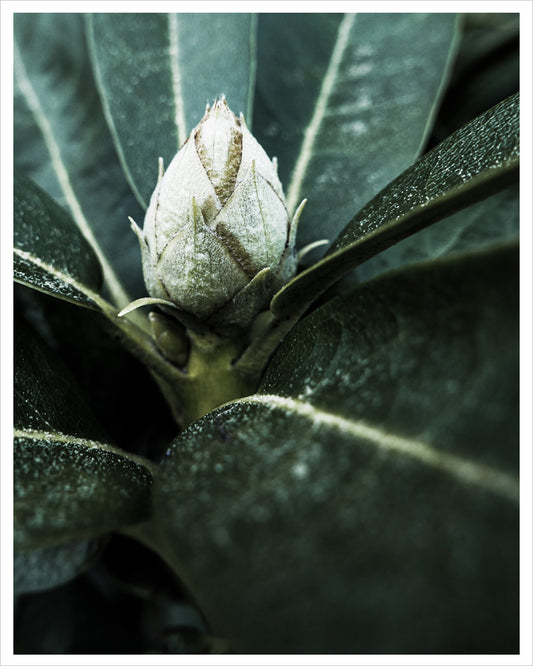 Meditation - Rhododendron Bud